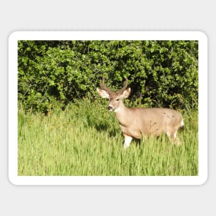 Mule deer, wildlife, Woodland King Sticker